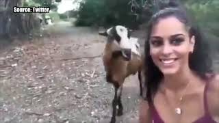Woman Tries To Take Selfie With Goat; What Happens Next Will Make You Laugh Out Loud! | Catch News