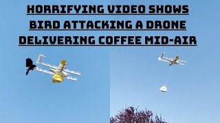 Horrifying Video Shows Bird Attacking A Drone Delivering Coffee Mid-Air | Catch News