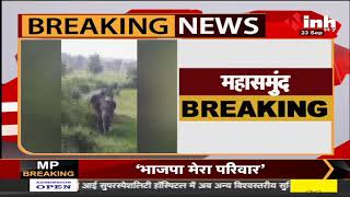 Chhattisgarh News || Mahasamund, हाथियों की दस्तक से ग्रामीणों में दहशत खदेड़ने में जुटा वन विभाग