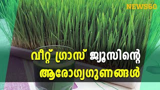 വീറ്റ് ഗ്രാസ് ജ്യൂസിന്റെ ആരോ​ഗ്യ​ഗുണങ്ങൾ | WHEAT GRASS |  News60
