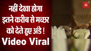 मच्छर के अंडे देता Video Viral !