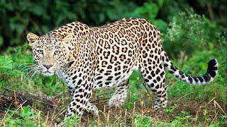 दहशत का पर्याय बना तेंदुआ पिंजरे में कैद || Leopard became synonymous with panic, imprisoned in cage