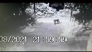 Leopards captured on CCTV camera near the house of Nandan Parab,