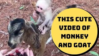 This Cute Video Of Monkey And Goat Has 16 Million Views; Have You Seen Yet? | Catch News