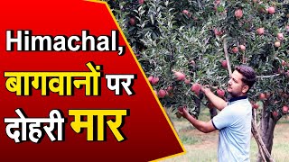 Himachal Apple: सेब के गिरते दामों से बागवान परेशान, सरकार से है मदद की आस