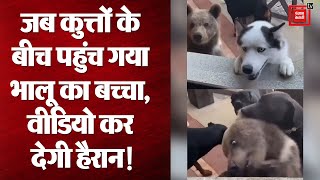 जब कुत्तों के बीच पहुंच गया भालू का बच्चा, Viral Video कर देगी हैरान!