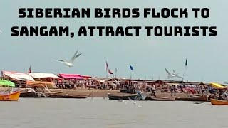 Siberian Birds Flock To Sangam, Attract Tourists In Prayagraj | Catch News