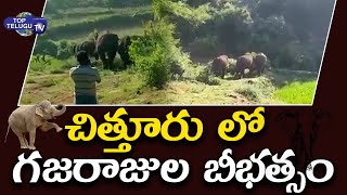 Elephants Hulchul in Chittoor District | Top Telugu Tv