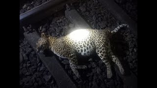 Sad ???? | Leopard run over by train in Kalem