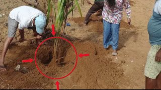 BJP's Coconut tree sapling plantation drive was just an eye wash?