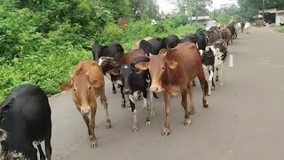 On Curchorem-Sanguem road motorists don't fear cops, They fear the cows!