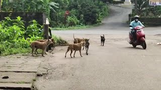 Street dogs have become a menace in Curchorem-Sanvordem
