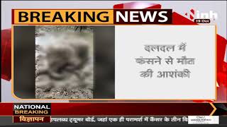 Chhattisgarh News || नाले के दलदल के पास मिला हाथी के बच्चे का शव
