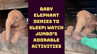 Baby Elephant Denies To Sleep; Watch Jumbo’s Adorable Activities | Catch News