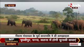 Surajpur में घूम रहा 17 हाथियों का दल, ग्रामीणों में डर का माहौल कर रहे रतजगा