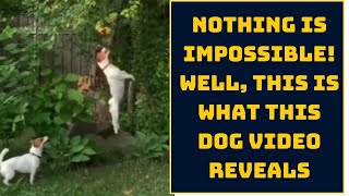 Inspiring Animal Video: Nothing Is Impossible! Well, This Is What This Dog Video Reveals