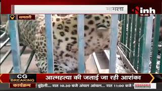 CG Dhamtari News || पिंजरे में कैद हुआ तेंदुआ, देखने पहुंचे लोगों की लगी भीड़