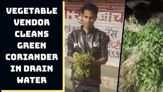 Vegetable Vendor Cleans Green Coriander In Drain Water; Video Will Leave You In Shock | Catch News