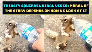 Thirsty Squirrel Viral Video: Moral Of The Story Depends On How We Look At It | Catch News