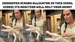 Zookeeper Scrubs Alligator In This Viral Video; Its Reaction Will Melt Your Heart | Catch News