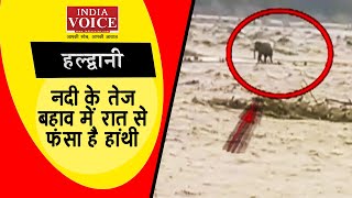 हल्द्वानी : टीले पर फंसा हाथी का बच्चा। Indiavoice News