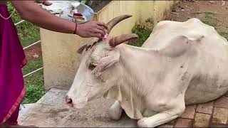 Gorvacho Padva: The day of the cow. #Amazing story behind Marcel's Dhendlo! WATCH
