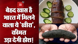 Sea Cucumber: बेहद खास है भारत में मिलने वाला ये खीरा, कीमत जानकर उड़ जाएंगे होश!