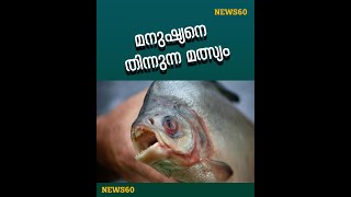 Man Eaten by Piranhas After Jumping in Lake  | മനുഷ്യനെ തിന്നുന്ന മത്സ്യം |  News60