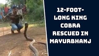 Odisha: 12-Foot-Long King Cobra Rescued In Mayurbhanj | Catch News