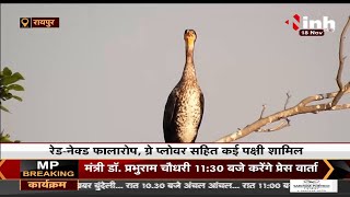 Chhattisgarh में प्रवासी पक्षियों के आने का सिलसिला शुरू, हजारों मील उड़ान भरते हुए पहुंचे पंछी