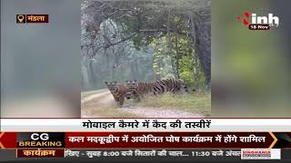 Madhya Pradesh News || Mandla में अटखेलियां करते दिखे 3-3 बाघ कैमरे में कैद हुई तस्वीरें