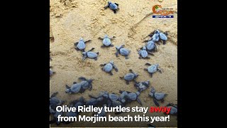 This is worrying....Olive Ridley turtles stay away from Morjim beach this year!