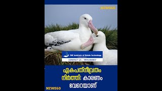 ഏകപത്‌നീവ്രതം നിർത്തി: കാരണം വേറെയാണ് |Climate change causing albatross divorce, says study | News60