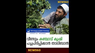 വീണ്ടും കഞ്ചാവ് കൃഷി പച്ചപിടിപ്പിക്കാൻ താലിബാൻ | Taliban to re-grow cannabis | News60