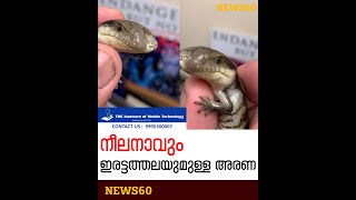Rare Two-Headed Lizard With Blue Tongue | നീലനാവും ഇരട്ടത്തലയുമുള്ള അരണ |  News60