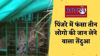 Gariaband__वन विभाग के लगाए पिंजरे में फंसा तीन लोगो की जान लेने वाला तेंदुआ