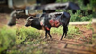 Humanity has lost! Someone threw hot oil on this cow at pernem