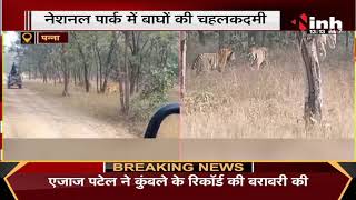 Madhya Pradesh News || National Park में बाघों की चहलकदमी, पर्यटकों ने बनाया Video