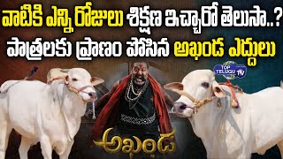 వాటికి ఎన్ని రోజులు శిక్షణ ఇచ్చారో తెలుసా..? | Balakrishna 'Akhanda' Movie Bulls | Top Telugu TV