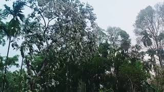 Thunder Storm in Assam