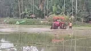 Paddy field ploughing in Assam