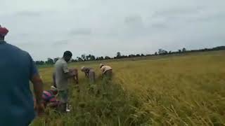 Paddy field in Assam