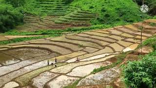 Terrace cultivation in Hamren, Karbi Anglong Assam