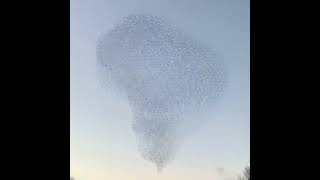 Patterns in the sky created by birds
