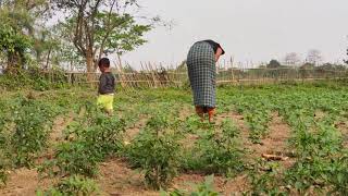 Vgetables farming at our village