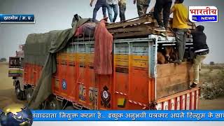 खरगोन : ट्रक में पाटेशन बनाकर किया जा रहा था गौवंश का परिवहन.. #bn #mp #bhartiyanews #khargone