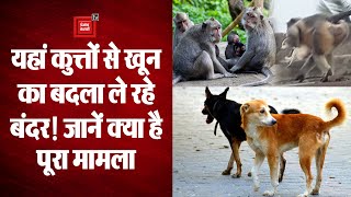 कुत्तों से खून का बदला ले रहे बंदर, 250 पिल्लों की मौत से ग्रामीणों में भी दहशत, जानिए पूरा मामला