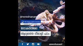 ലോകത്തിലെ ആദ്യത്തെ നീരാളി ഫാം | The world’s first octopus farm | Octopus farm Canary Islands |News60