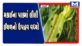 Aravalli: મકાઈના પાકમાં લીલી ઈયળનો ઉપદ્રવ વધ્યો | Mantavya News