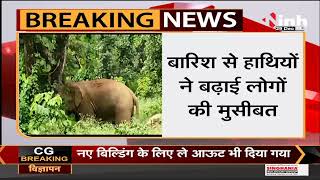 Chhattisgarh News || जशपुर जिले में हाथियों का उत्पात जारी, गांव में दहशत का माहौल